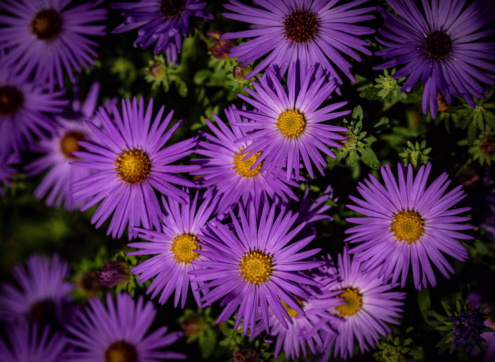 A Journey Through the Seasons: Celebrating Nature’s Cycles